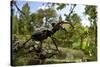 Stag Beetle (Lucanus Cervus) Male on Oak Tree. Elbe, Germany, June-Solvin Zankl-Stretched Canvas