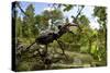 Stag Beetle (Lucanus Cervus) Male on Oak Tree. Elbe, Germany, June-Solvin Zankl-Stretched Canvas