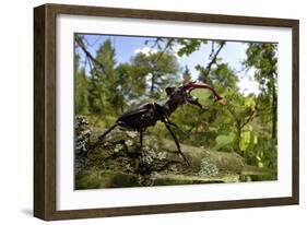 Stag Beetle (Lucanus Cervus) Male on Oak Tree. Elbe, Germany, June-Solvin Zankl-Framed Photographic Print