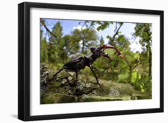 Stag Beetle (Lucanus Cervus) Male on Oak Tree. Elbe, Germany, June-Solvin Zankl-Framed Photographic Print