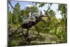 Stag Beetle (Lucanus Cervus) Male on Oak Tree. Elbe, Germany, June-Solvin Zankl-Mounted Photographic Print