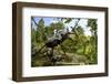 Stag Beetle (Lucanus Cervus) Male on Oak Tree. Elbe, Germany, June-Solvin Zankl-Framed Photographic Print