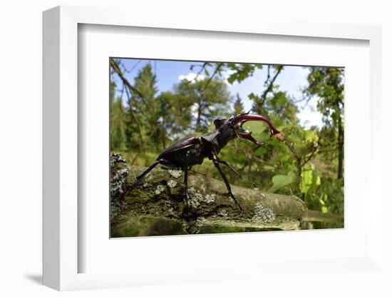 Stag Beetle (Lucanus Cervus) Male on Oak Tree. Elbe, Germany, June-Solvin Zankl-Framed Photographic Print