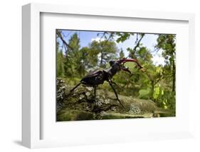 Stag Beetle (Lucanus Cervus) Male on Oak Tree. Elbe, Germany, June-Solvin Zankl-Framed Photographic Print