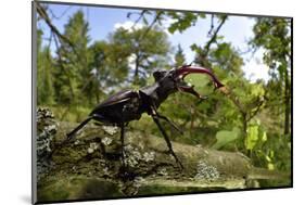 Stag Beetle (Lucanus Cervus) Male on Oak Tree. Elbe, Germany, June-Solvin Zankl-Mounted Photographic Print