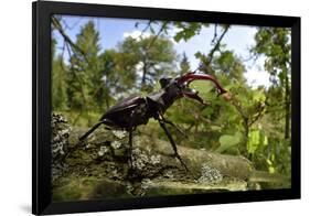 Stag Beetle (Lucanus Cervus) Male on Oak Tree. Elbe, Germany, June-Solvin Zankl-Framed Photographic Print