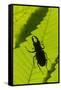 Stag Beetle (Lucanus Cervus) Male Silhouetted Against Leaf, Controlled Conditions-Adrian Davies-Framed Stretched Canvas