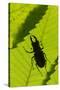 Stag Beetle (Lucanus Cervus) Male Silhouetted Against Leaf, Controlled Conditions-Adrian Davies-Stretched Canvas