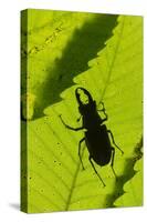 Stag Beetle (Lucanus Cervus) Male Silhouetted Against Leaf, Controlled Conditions-Adrian Davies-Stretched Canvas