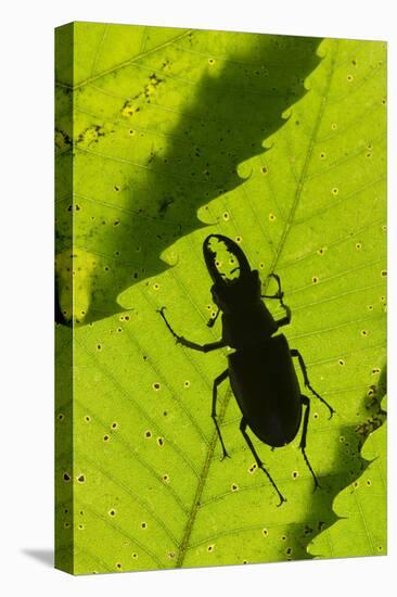 Stag Beetle (Lucanus Cervus) Male Silhouetted Against Leaf, Controlled Conditions-Adrian Davies-Stretched Canvas