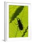 Stag Beetle (Lucanus Cervus) Male Silhouetted Against Leaf, Controlled Conditions-Adrian Davies-Framed Photographic Print