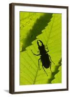 Stag Beetle (Lucanus Cervus) Male Silhouetted Against Leaf, Controlled Conditions-Adrian Davies-Framed Photographic Print