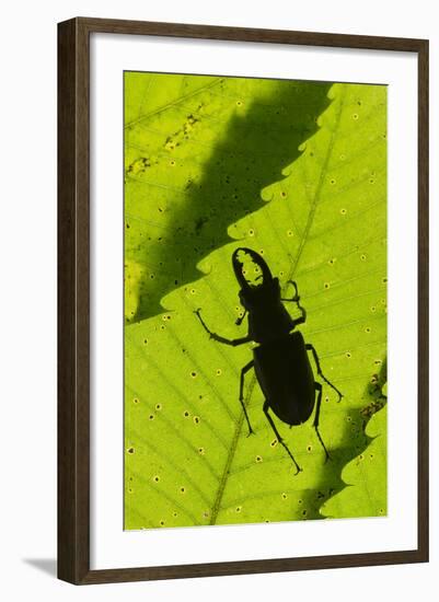 Stag Beetle (Lucanus Cervus) Male Silhouetted Against Leaf, Controlled Conditions-Adrian Davies-Framed Photographic Print