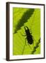 Stag Beetle (Lucanus Cervus) Male Silhouetted Against Leaf, Controlled Conditions-Adrian Davies-Framed Photographic Print