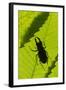 Stag Beetle (Lucanus Cervus) Male Silhouetted Against Leaf, Controlled Conditions-Adrian Davies-Framed Photographic Print