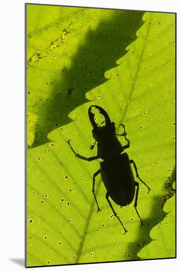 Stag Beetle (Lucanus Cervus) Male Silhouetted Against Leaf, Controlled Conditions-Adrian Davies-Mounted Photographic Print