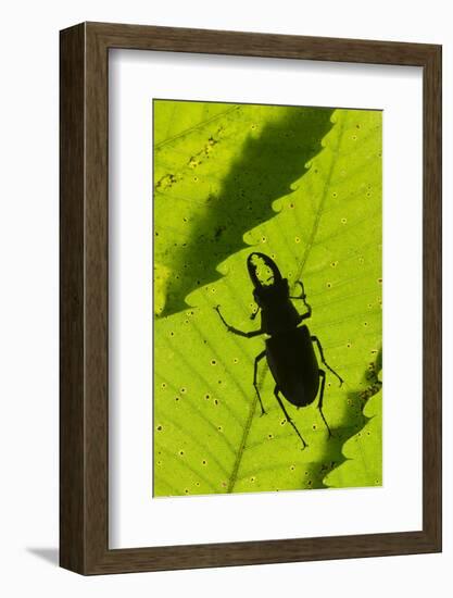 Stag Beetle (Lucanus Cervus) Male Silhouetted Against Leaf, Controlled Conditions-Adrian Davies-Framed Photographic Print