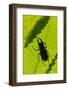 Stag Beetle (Lucanus Cervus) Male Silhouetted Against Leaf, Controlled Conditions-Adrian Davies-Framed Photographic Print