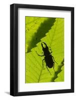 Stag Beetle (Lucanus Cervus) Male Silhouetted Against Leaf, Controlled Conditions-Adrian Davies-Framed Photographic Print