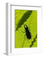 Stag Beetle (Lucanus Cervus) Male Silhouetted Against Leaf, Controlled Conditions-Adrian Davies-Framed Photographic Print