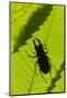Stag Beetle (Lucanus Cervus) Male Silhouetted Against Leaf, Controlled Conditions-Adrian Davies-Mounted Photographic Print