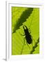Stag Beetle (Lucanus Cervus) Male Silhouetted Against Leaf, Controlled Conditions-Adrian Davies-Framed Photographic Print