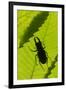 Stag Beetle (Lucanus Cervus) Male Silhouetted Against Leaf, Controlled Conditions-Adrian Davies-Framed Photographic Print