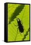 Stag Beetle (Lucanus Cervus) Male Silhouetted Against Leaf, Controlled Conditions-Adrian Davies-Framed Stretched Canvas