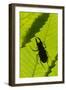 Stag Beetle (Lucanus Cervus) Male Silhouetted Against Leaf, Controlled Conditions-Adrian Davies-Framed Photographic Print