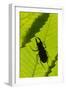 Stag Beetle (Lucanus Cervus) Male Silhouetted Against Leaf, Controlled Conditions-Adrian Davies-Framed Photographic Print