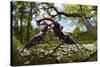 Stag beetle (Lucanus cervus) males fighting on oak tree branch, Elbe, Germany, June-Solvin Zankl-Stretched Canvas