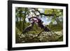 Stag beetle (Lucanus cervus) males fighting on oak tree branch, Elbe, Germany, June-Solvin Zankl-Framed Photographic Print