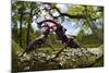 Stag beetle (Lucanus cervus) males fighting on oak tree branch, Elbe, Germany, June-Solvin Zankl-Mounted Photographic Print