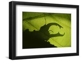 Stag Beetle (Lucanus Cervus) Silhouetted Against Oak Tree Leaf. Elbe, Germany, June-Solvin Zankl-Framed Photographic Print