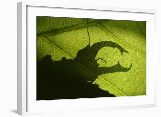 Stag Beetle (Lucanus Cervus) Silhouetted Against Oak Tree Leaf. Elbe, Germany, June-Solvin Zankl-Framed Photographic Print