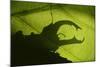 Stag Beetle (Lucanus Cervus) Silhouetted Against Oak Tree Leaf. Elbe, Germany, June-Solvin Zankl-Mounted Photographic Print