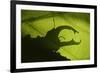 Stag Beetle (Lucanus Cervus) Silhouetted Against Oak Tree Leaf. Elbe, Germany, June-Solvin Zankl-Framed Photographic Print