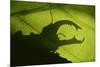 Stag Beetle (Lucanus Cervus) Silhouetted Against Oak Tree Leaf. Elbe, Germany, June-Solvin Zankl-Mounted Photographic Print