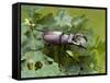 Stag Beetle Male on Oak Leaves, West Sussex, England, UK-Andy Sands-Framed Stretched Canvas