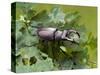 Stag Beetle Male on Oak Leaves, West Sussex, England, UK-Andy Sands-Stretched Canvas