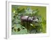 Stag Beetle Male on Oak Leaves, West Sussex, England, UK-Andy Sands-Framed Photographic Print