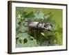Stag Beetle Male on Oak Leaves, West Sussex, England, UK-Andy Sands-Framed Photographic Print