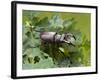 Stag Beetle Male on Oak Leaves, West Sussex, England, UK-Andy Sands-Framed Photographic Print