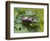 Stag Beetle Male on Oak Leaves, West Sussex, England, UK-Andy Sands-Framed Photographic Print