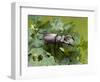 Stag Beetle Male on Oak Leaves, West Sussex, England, UK-Andy Sands-Framed Photographic Print