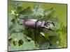 Stag Beetle Male on Oak Leaves, West Sussex, England, UK-Andy Sands-Mounted Photographic Print