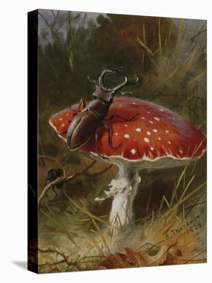 Stag Beetle on a Toadstool, 1928-Archibald Thorburn-Stretched Canvas