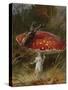 Stag Beetle on a Toadstool, 1928-Archibald Thorburn-Stretched Canvas