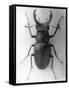 Stag Beetle-null-Framed Stretched Canvas