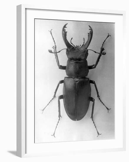 Stag Beetle-null-Framed Photographic Print